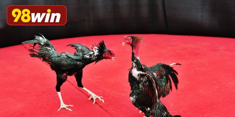 Bí kíp huấn luyện chiến kê chuyên nghiệp