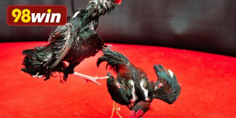 Hướng dẫn tham gia cá cược đá gà dễ dàng