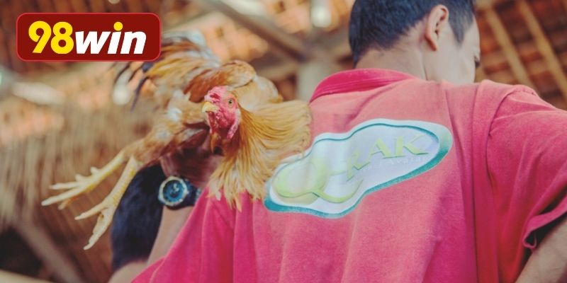 Nét đẹp truyền thống đá gà tre Việt Nam