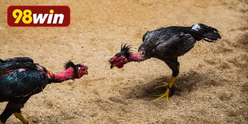 Trường gà nổi tiếng tại quốc gia Nam Mỹ